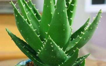 盆栽芦荟怎么翻盆换盆的2个方法