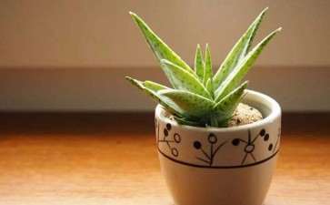 盆栽芦荟怎么越冬的3个方法