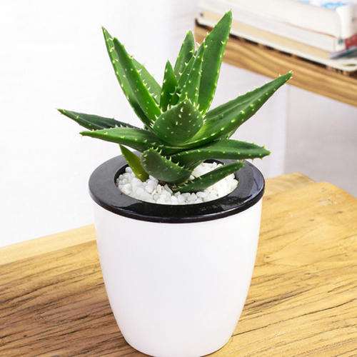 盆栽芦荟怎么施肥浇水的方法