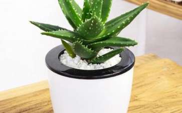 盆栽芦荟怎么施肥浇水的方法