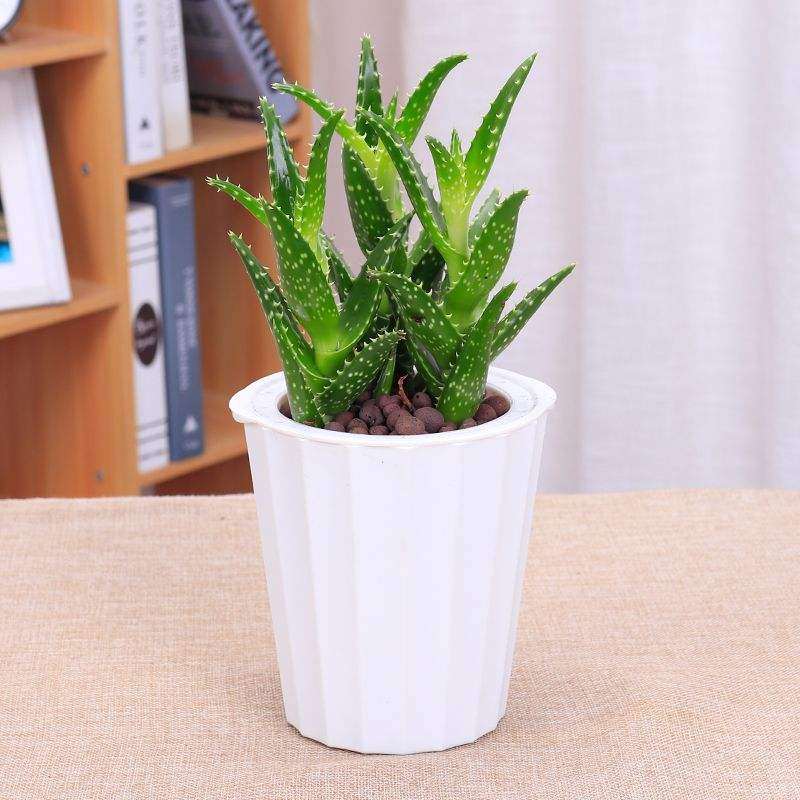 芦荟盆栽怎么管理和养护的方法