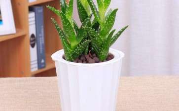 芦荟盆栽怎么管理和养护的方法