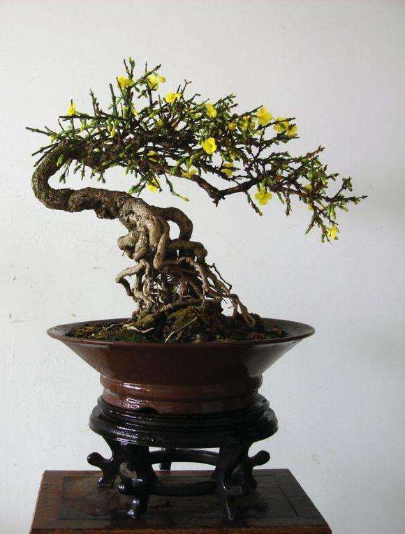 南迎春怎么盆栽管理的5个方法