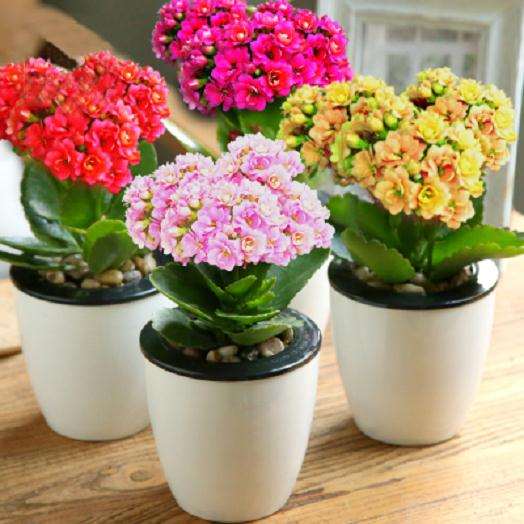 盆栽花卉培养土配制的7个原料