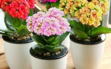 盆栽花卉培养土配制的7个原料