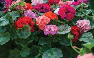 盆栽花卉怎么配制土的方法