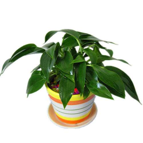 黑宝石李盆栽怎么栽植水肥的方法