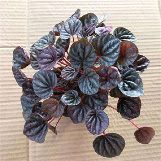 黑宝石李盆栽怎么疏果修剪的方法