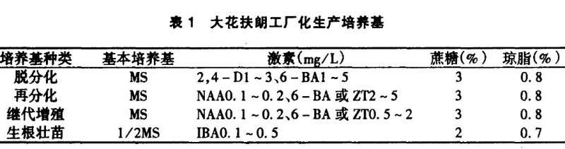 盆栽大花扶郎试管苗工厂化生产研究