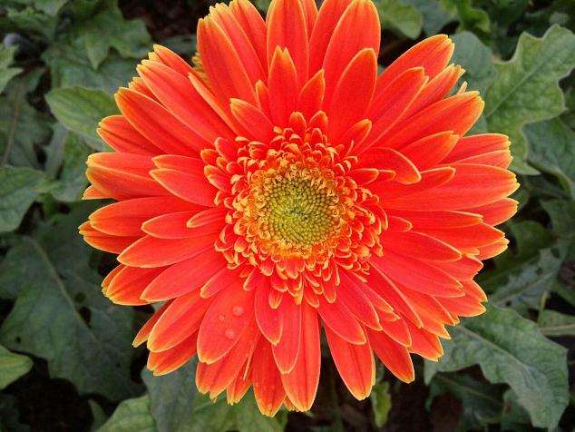 影响扶朗生根和移栽成活率的因素