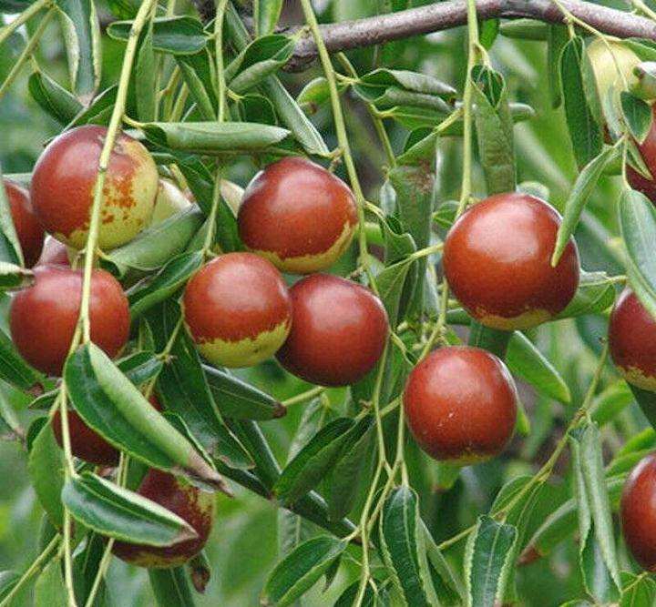 盆栽大雪枣怎么利用生长调节剂