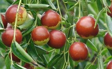 盆栽大雪枣怎么利用生长调节剂