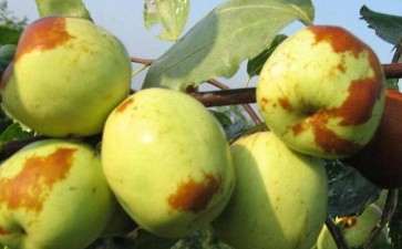 盆栽大雪枣怎么整形修剪的方法