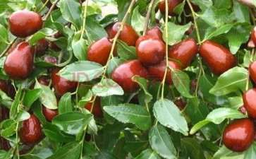 盆栽大雪枣怎么栽植的3个方法