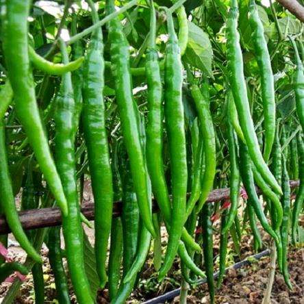 阳台蔬菜盆栽怎么发展的2个现状