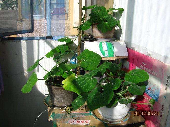 阳台蔬菜盆栽怎么发展的2个现状