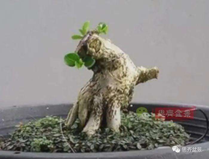 图解 微型盆景怎么蓄枝截干的方法