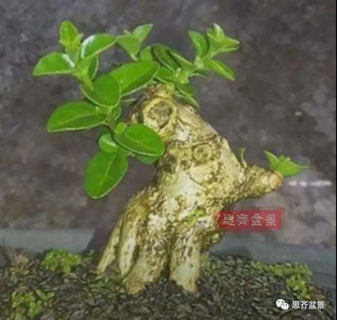 图解 微型盆景怎么蓄枝截干的方法