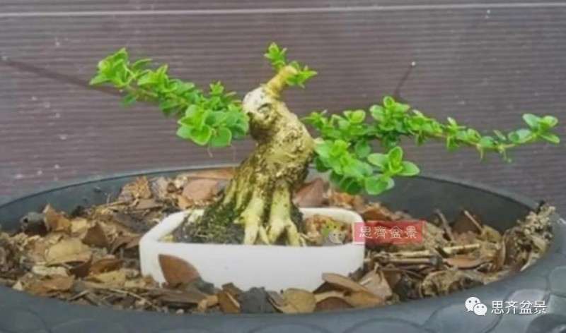 图解 微型盆景怎么蓄枝截干的方法