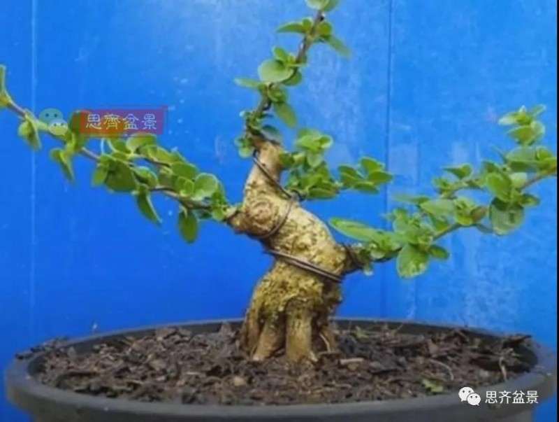 图解 微型盆景怎么蓄枝截干的方法