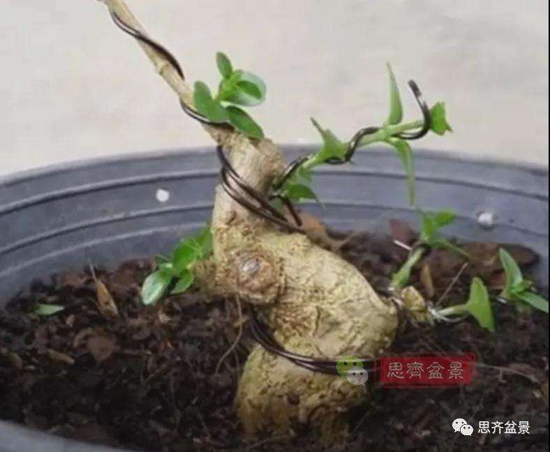 图解 微型盆景怎么蓄枝截干的方法