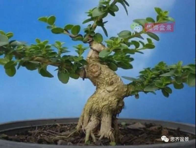 图解 微型盆景怎么蓄枝截干的方法