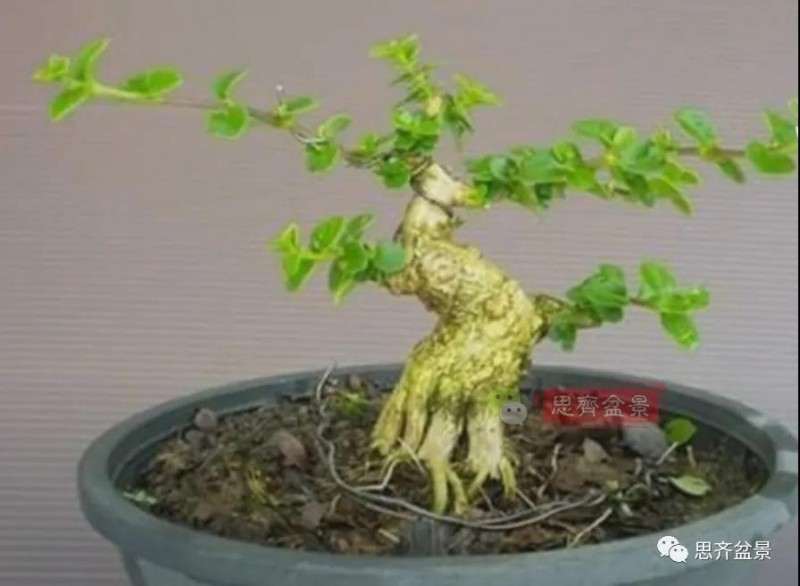 图解 微型盆景怎么蓄枝截干的方法