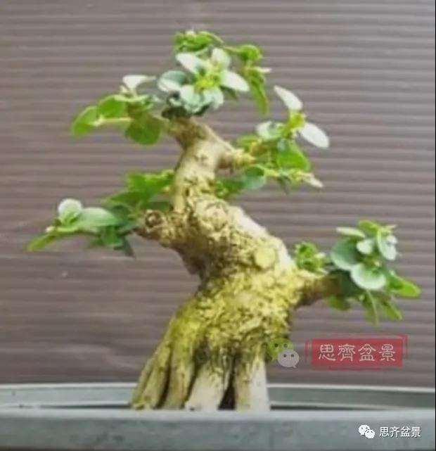 图解 微型盆景怎么蓄枝截干的方法