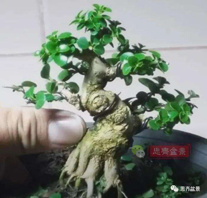 图解 微型盆景怎么蓄枝截干的方法