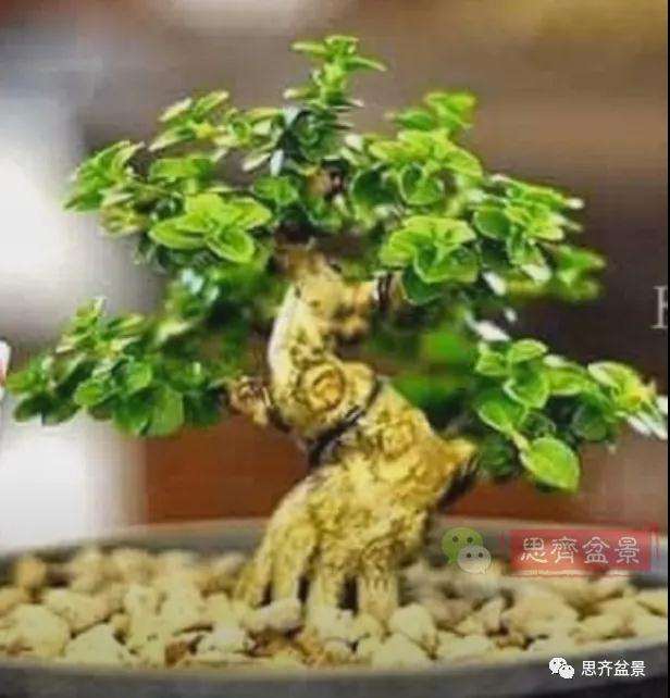 图解 微型盆景怎么蓄枝截干的方法