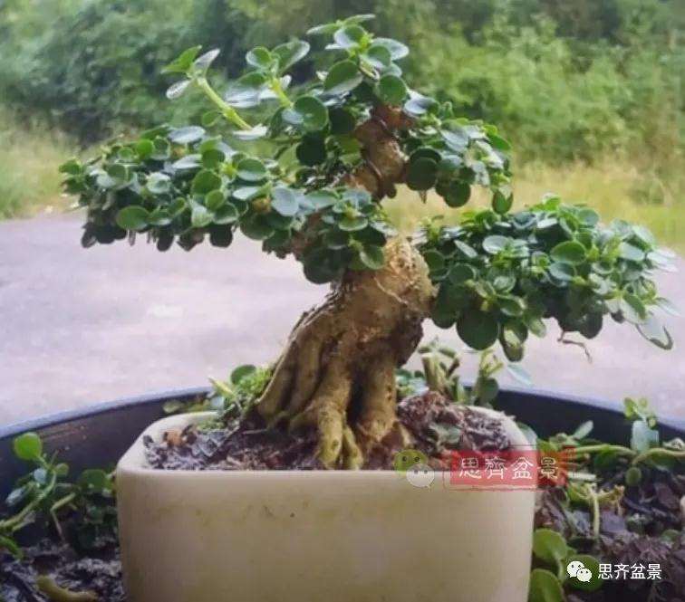 图解 微型盆景怎么蓄枝截干的方法