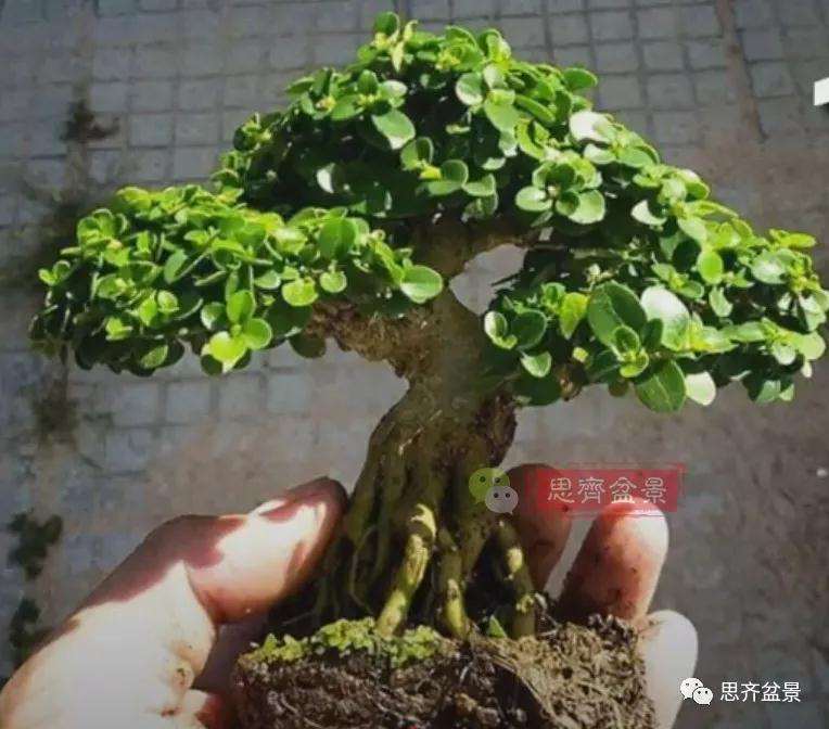 图解 微型盆景怎么蓄枝截干的方法