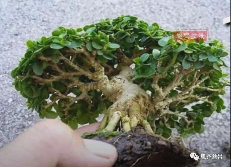 图解 微型盆景怎么蓄枝截干的方法