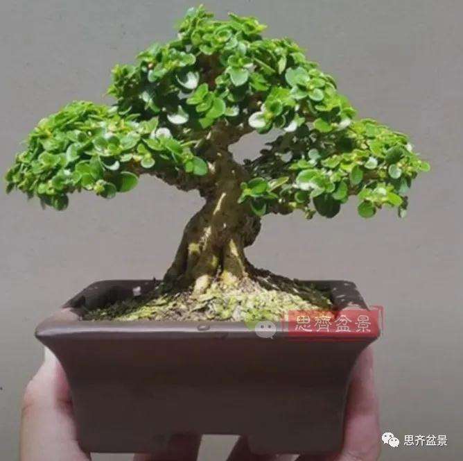 图解 微型盆景怎么蓄枝截干的方法