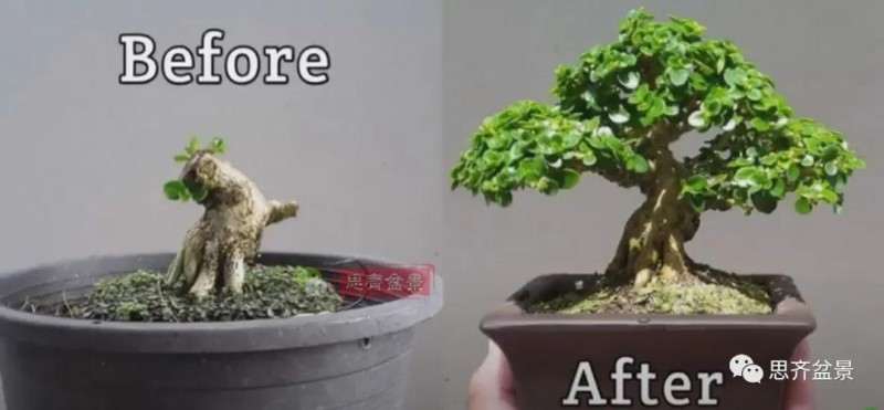 图解 微型盆景怎么蓄枝截干的方法