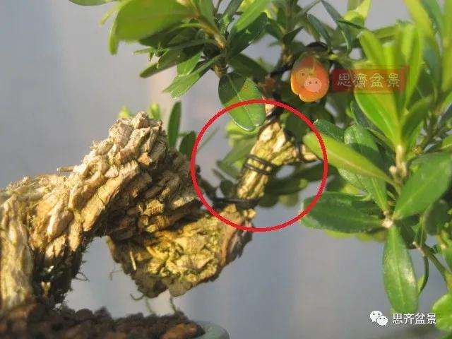 图解 微型雀舌黄杨盆景2年的改造过程