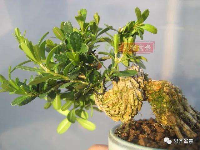 图解 微型雀舌黄杨盆景2年的改造过程