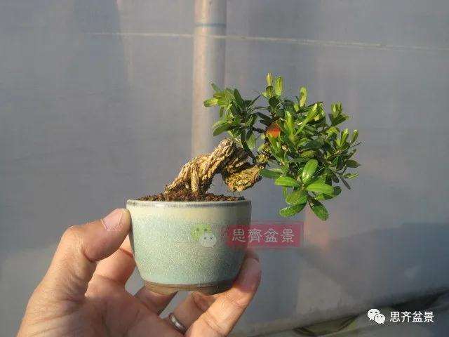 图解 微型雀舌黄杨盆景2年的改造过程