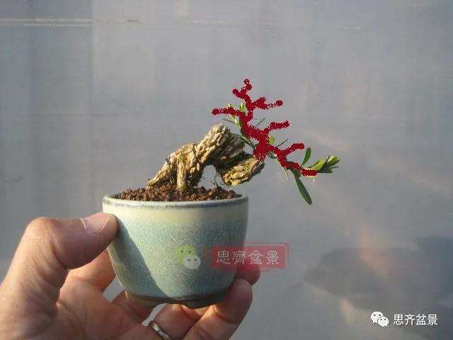 图解 微型雀舌黄杨盆景2年的改造过程