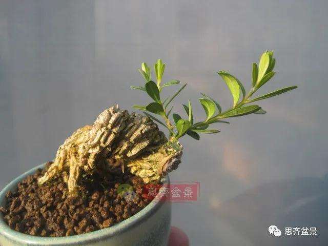 图解 微型雀舌黄杨盆景2年的改造过程