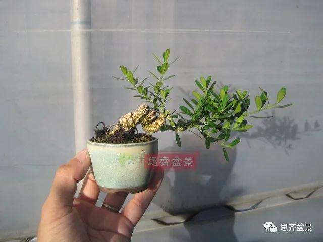 图解 微型雀舌黄杨盆景2年的改造过程