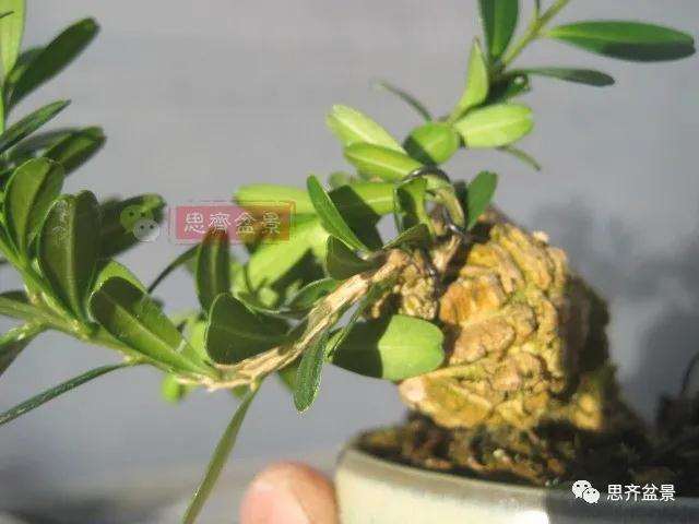 图解 微型雀舌黄杨盆景2年的改造过程