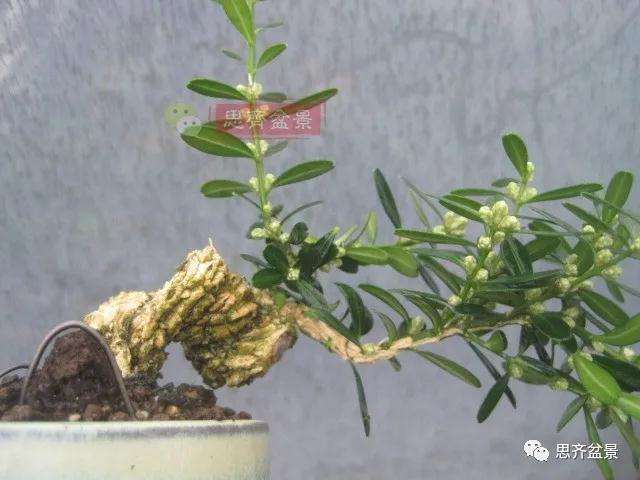 图解 微型雀舌黄杨盆景2年的改造过程