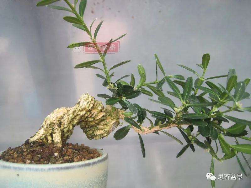 图解 微型雀舌黄杨盆景2年的改造过程