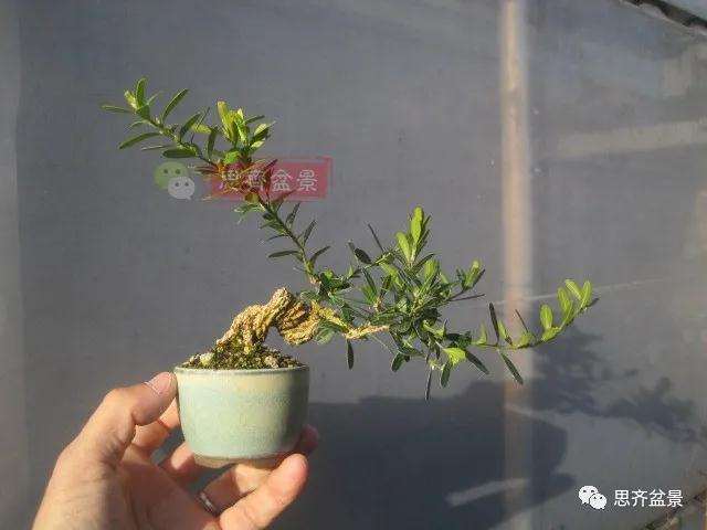 图解 微型雀舌黄杨盆景2年的改造过程
