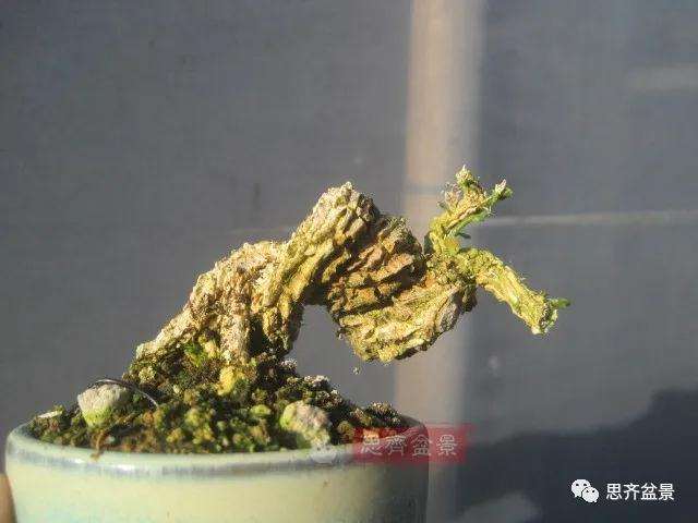 图解 微型雀舌黄杨盆景2年的改造过程