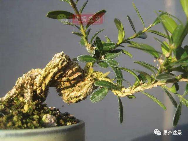 图解 微型雀舌黄杨盆景2年的改造过程