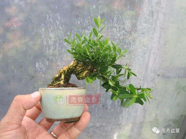 图解 微型雀舌黄杨盆景2年的改造过程