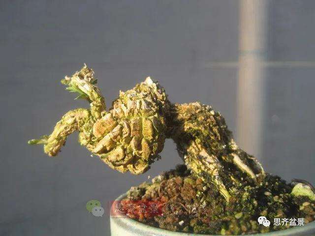 图解 微型雀舌黄杨盆景2年的改造过程