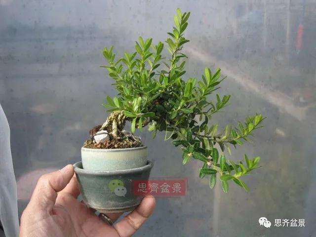 图解 微型雀舌黄杨盆景2年的改造过程